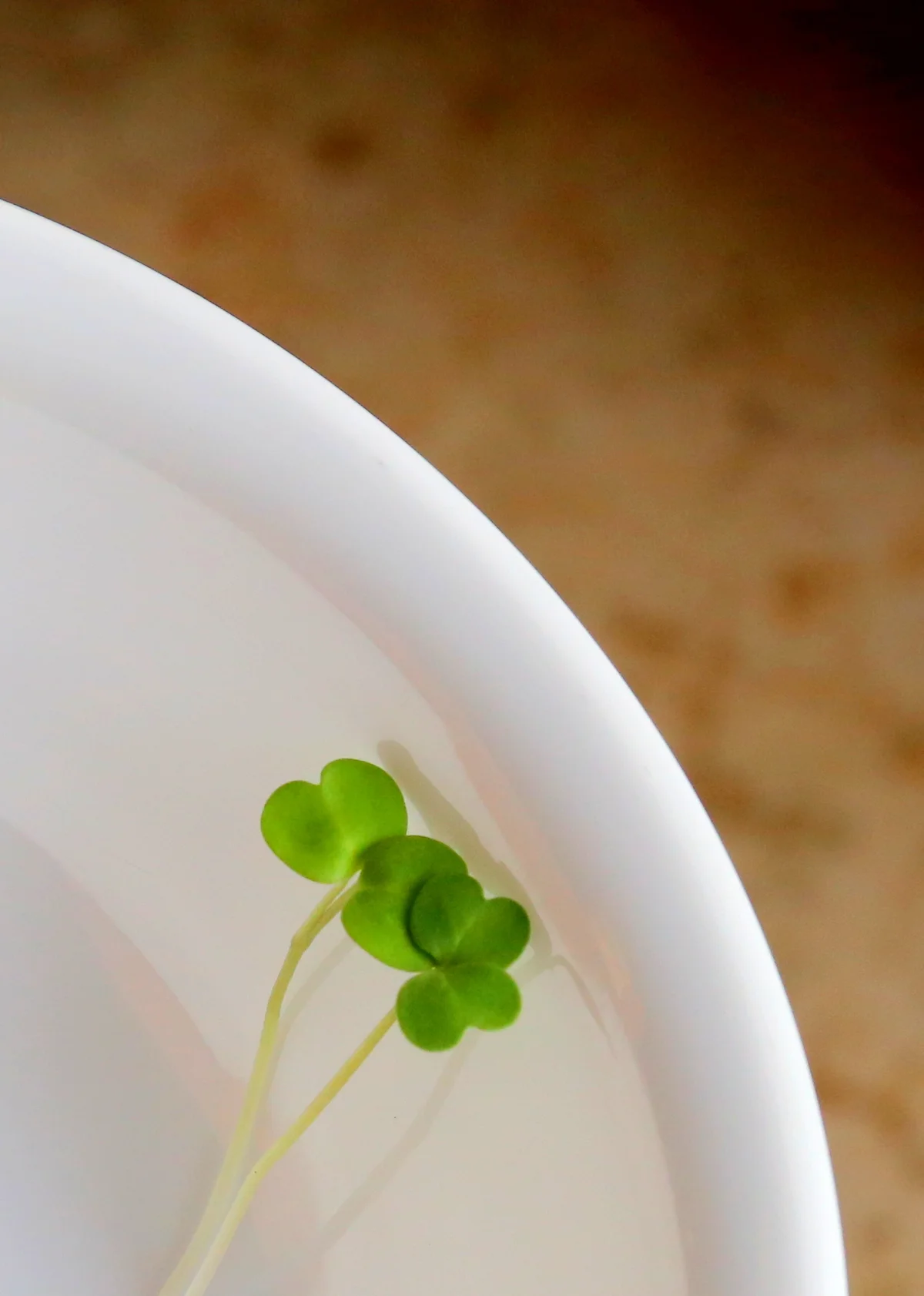 Delicate arugula microgreens resting on a white plate