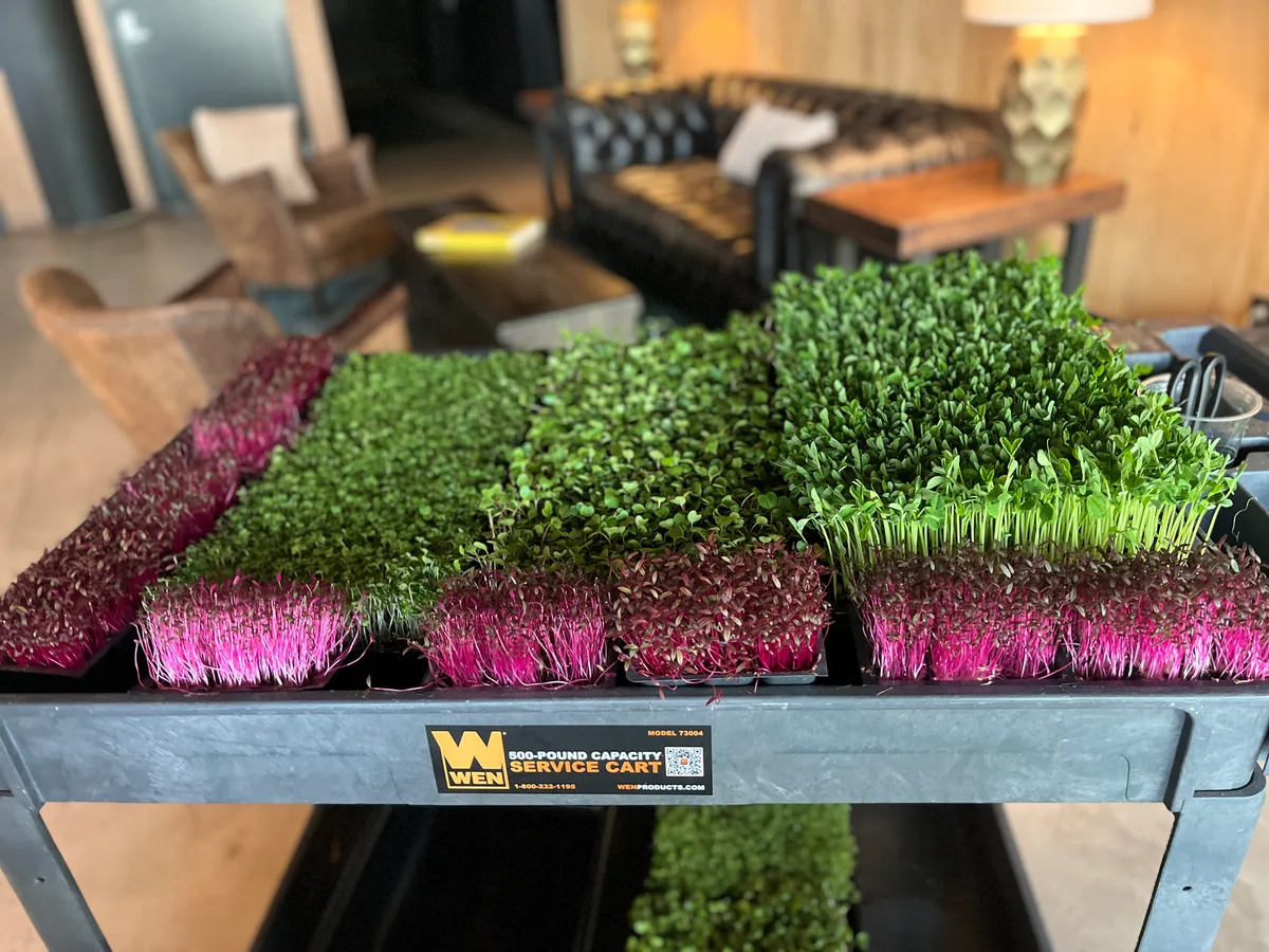 Trays of green and burgundy microgreens ready to harvest