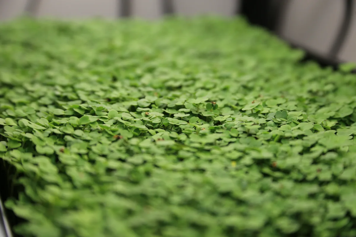 A dense bed of young green microgreen leaves